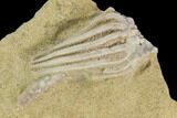 Crinoid (Macrocrinus) Fossil - Crawfordsville, Indiana #126177-1